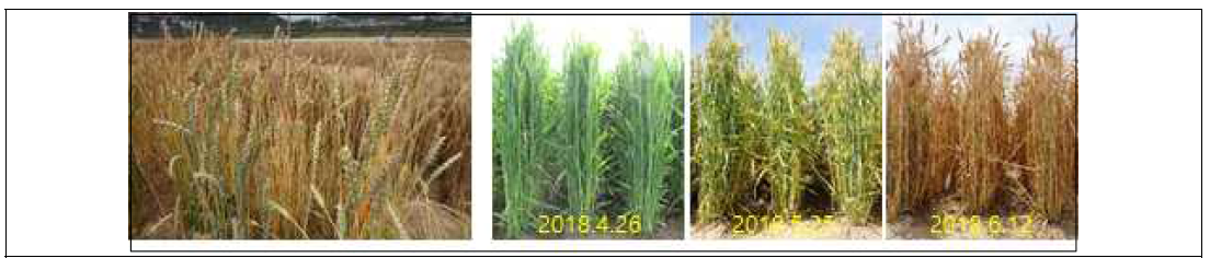 Head selection and succeed generation of high-quality wheat bred lines