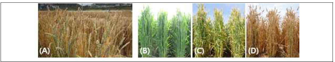 (A) Head selection and (B, C, D) succeed generation of high-quality wheat bred lines