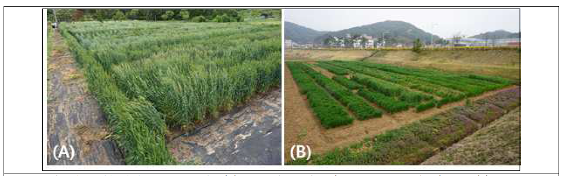 ‘18-’19 plot test in (A) the mid region (Deokso, Kyonggi-do) and (B) the south region (Jeongeup, Jeonbuk) of Korea