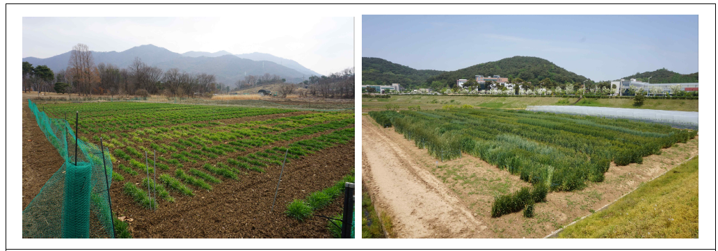 Field evaluation of the ELITE popluations in the mid region (left: Deokso, Gyeonggi-do, 2020-3-3) and the south region (right: Jeongeup, 2020-5-11) of Korea for cultivar registration