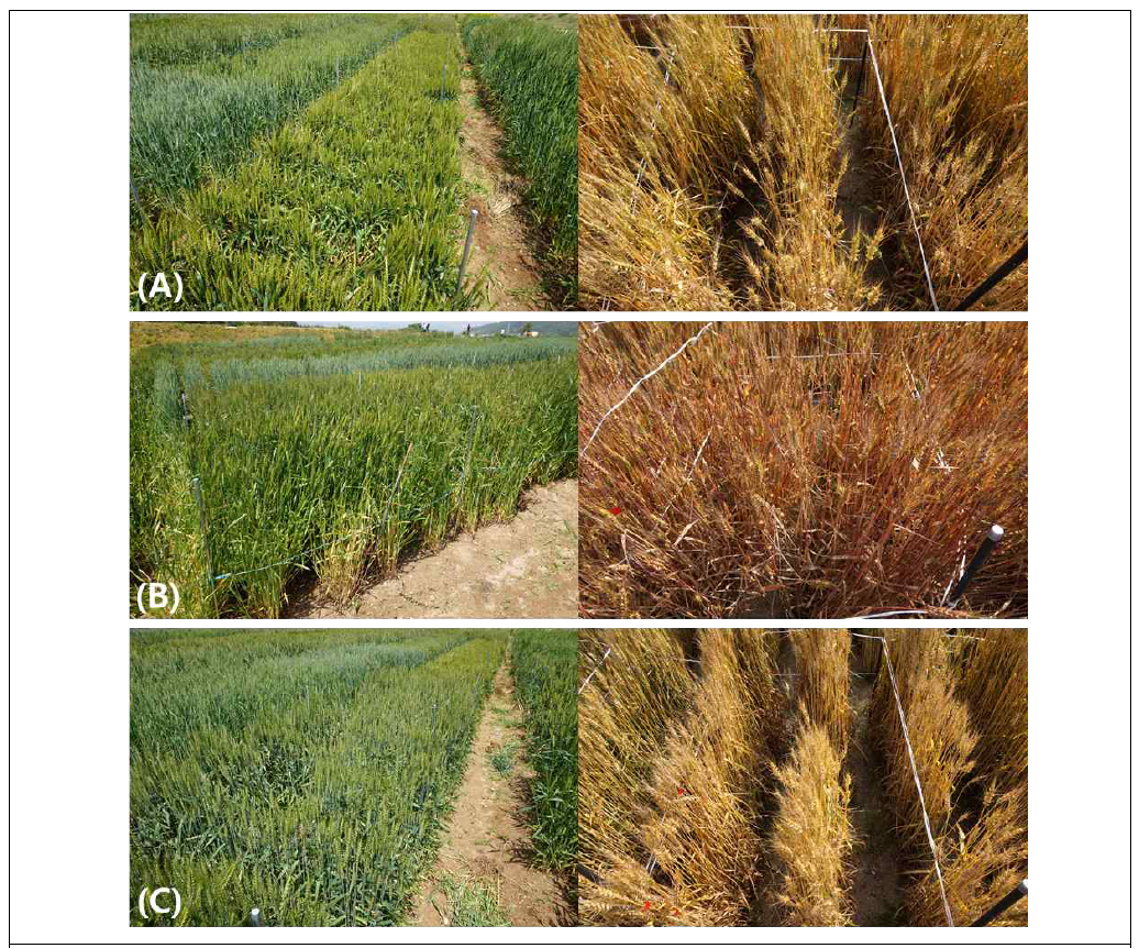 Seed increase and field evaluation of (A)‘KOMAC5’, (B)‘KOMAC7’and (C)‘KOMAC9’for cultivar registration (left: 2020-5-11, right: 2020-6-3)