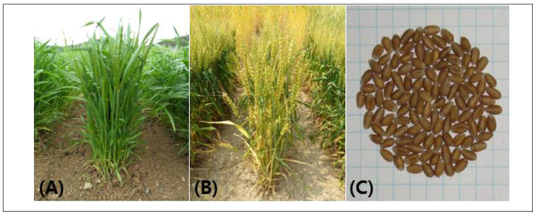 Phenotypes of ‘KOMAC5’ at (A) flowering, (B) maturing stage and (C) seeds