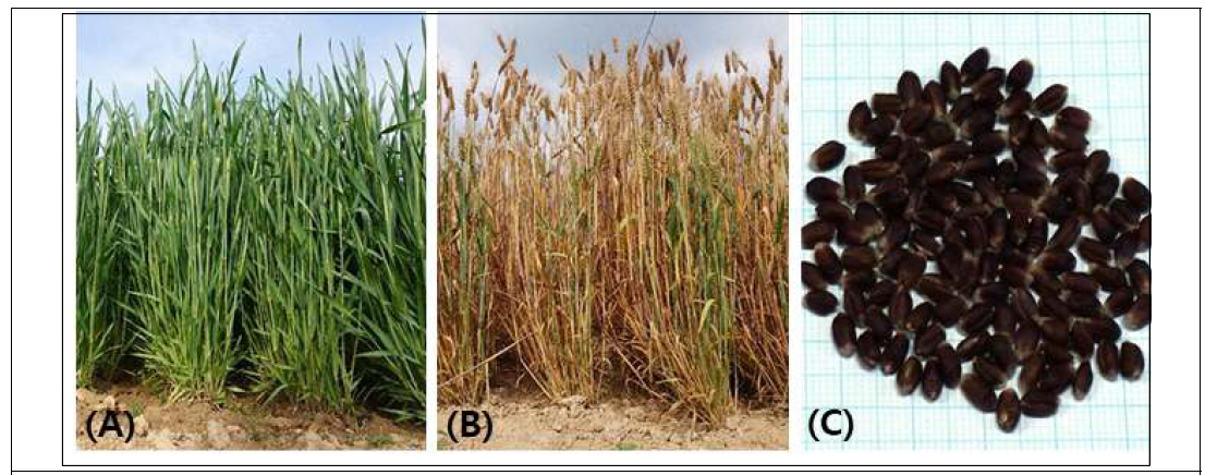 Phenotypes of ‘KOMAC7’ at (A) flowering, (B) maturing stage and (C) seeds