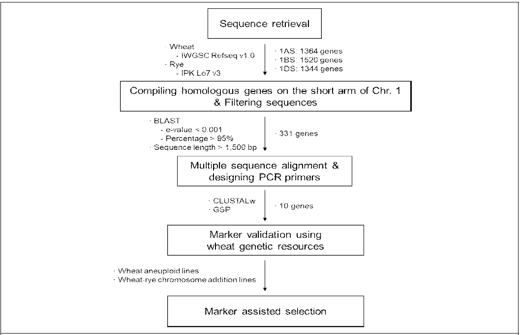 A schematic representation of developing markers specific to each short arm of chromosome 1. The boxes represent each procedure, and the utilized database, program, and germplasms and the genes filtered through each step are shown in the left and right side of the arrows, respectively. First, the gene sequences located on the short arm of wheat chromosome 1 were obtained from the International Wheat Genome Sequencing Consortium (IWGSC) RefSeq v1.0 (http://wheat-urgi.versailles.inra.fr/), 1,364 for 1AS, 1,520 for 1BS, and 1,344 for 1DS. These genes were used as queries for basic local alignment search tool (BLAST)n search against the rye draft genome (IPK Lo7 v3). The obtained rye sequences were reciprocally BLAST-searched against the wheat genome, and the homoeologs meeting the criteria of e-value  95%, and sequence length > 1,500 bp were selected, leaving 331 homoeologs. Multiple sequence alignment was conducted, the homoeologs containing at least two consecutive SNPs in each genome were selected, and each subgenome-specific PCR primer was designed with the GSP program (https://probes.pw.usda.gov/GSP/). The specificity of the developed markers was validated using wheat chromosome 1 null-tetrasomic aneuploid lines and wheat-rye chromosome addition lines. Following the marker specificity test, the recombinant inbred lines (RILs) developed in this study were screened with the developed markers, from which T1RS.1BL translocation lines were selected