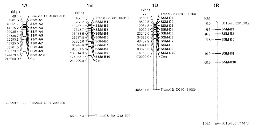 Physical and genetic mapping of the subgenome-specific markers (SSMs). The numbers on the left side of the chromosomes represent the position of the markers and the genes on the chromosomes: kbp in 1A, 1B, and 1D, or cM in 1R. Cen; centromere, kbp; kilobase pairs, cM; centimorgan