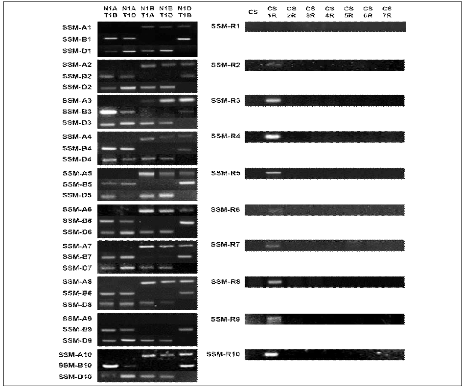 Validation of the marker specificity using wheat nullisomic-tetrasomic aneuploid lines and wheat-rye chromosome addition lines. The marker names indicate each subgenome-specific marker (SSM) in a homoeologous relationship with the same number