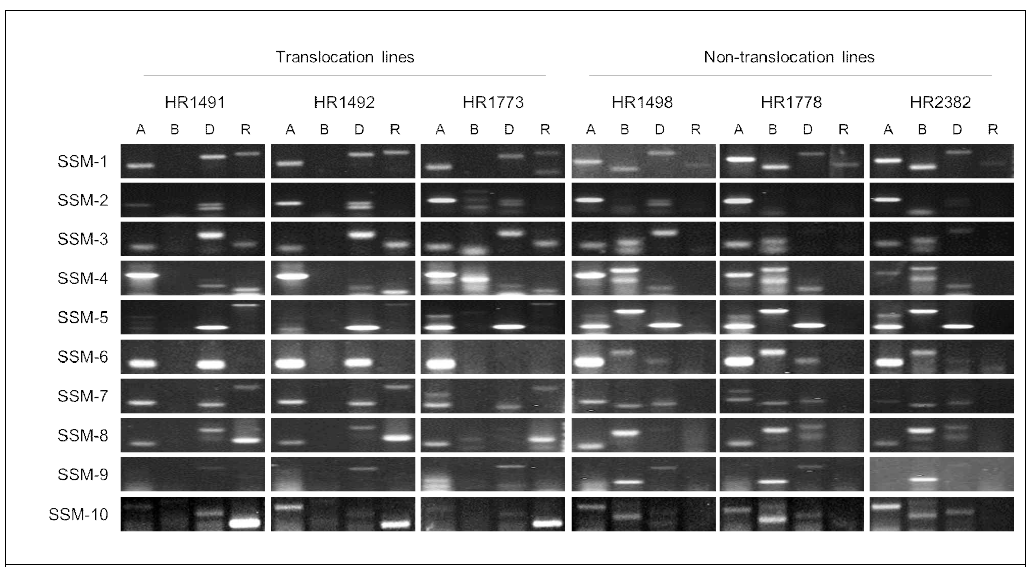 Screening recombinant inbred lines (RILs) with subgenome-specific markers (SSMs). HR1491, HR1492, and HR1773 (translocation lines), and HR1498, HR1778, and HR2382 (non-translocation lines) indicate RILs developed by crossing “Keumgang” (non-translocated wheat) and “Seri 82” (T1RS.1BL). A, B, D, and R represent each SSM, and SSM-1 to SSM-10 indicate the markers in a homoeologous relationship with the same number