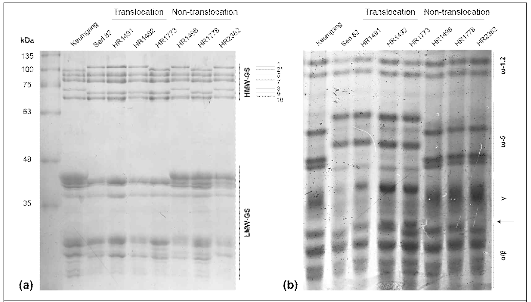 Analysis of seed storage protein subunits of “Keumgang,” “Seri 82,” and RILs. (a) Glutenin subunit analysis using sodium dodecyl sulfate–polyacrylamide gel electrophoresis. The bands indicating subunits of HMW-GS are shown on the right side. HMW-GS: high molecular weight-glutenin subunit, LMW-GS: low molecular weight-glutenin subunit. (b) Gliadin subunit analysis using aluminum lactate-polyacrylamide gel electrophoresis. α/β, γ, ω-5, and ω-1,2 represent each fraction of gliadin. The arrow indicates one of the α/β gliadins in HR1492 and HR1773