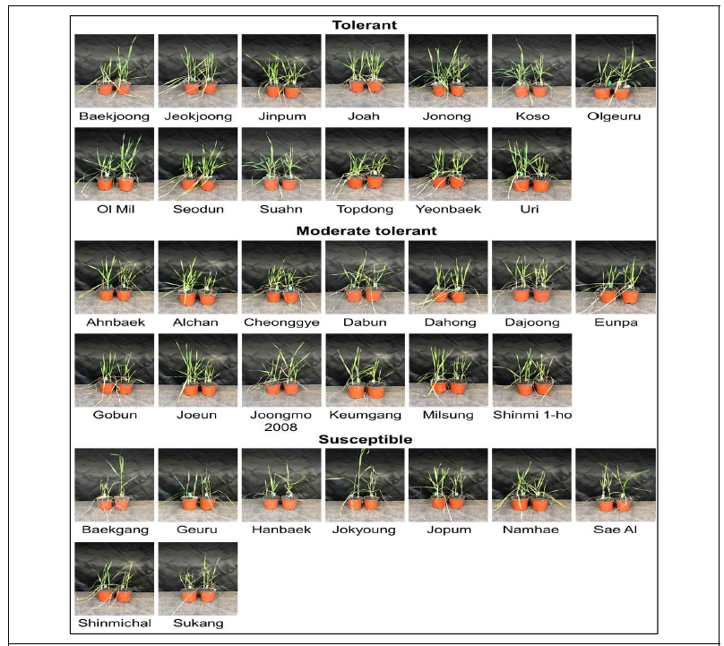 Classification of 35 Korean wheat cultivars depending on freezing tolerance