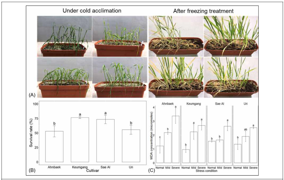 (A) Phenotypes during cold acclimation and regeneration following the freezing treatment. (B) Survival rate of 4 wheat cultivars after freezing treatment at -10℃ for 20 h. Error bars represent the standard deviation and mean values do not share the same letters (a and b) are considered significant difference between the cultivars. (C) MDA concentration of 4 wheat cultivars at normal temperature, mild freezing (-10℃), and severe freezing (-18℃). Error bars represent the standard deviation and the letters above each bar indicate significant differences for each condition among the days after cold acclimation (one-way-ANOVA, p<0.05)