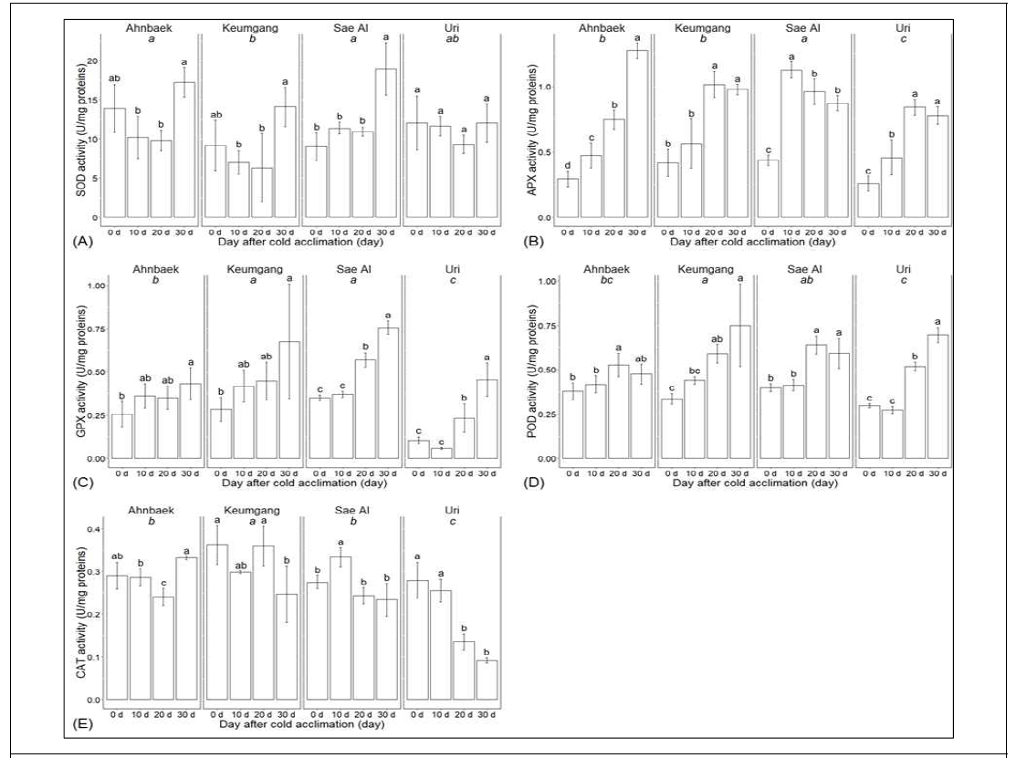 Antioxidant enzyme activities under cold treatment in four Korean wheat cultivars are represented in U/mg proteins. (A) SOD (superoxide dismutase), (B) APX (ascorbate peroxidase), (C) GPX (glutathione peroxidase), (D) POD (peroxidase), and (E) CAT (catalase). Error bars represent the standard deviation and the letters above each bar indicate significant differences for each condition among the days after cold acclimation (one-way-ANOVA, p<0.05). The italic letters indicate statistically differences between the cultivars (two-way-ANOVA, Duncan’s post-hoc test, p<0.05)