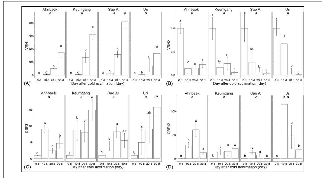 Gene expression of cold acclimation-related genes in 4 wheat cultivars. (A) VRN1, (B) VRN2, (C) CBF3, and (D) CBF12. Error bars represent the standard deviation and the letters above each bar indicate significant differences for each condition among the days after cold acclimation (one-way-ANOVA, p<0.05). The italic letters indicate statistically differences between the cultivars (two-way-ANOVA, Duncan’s post-hoc test, p<0.05)