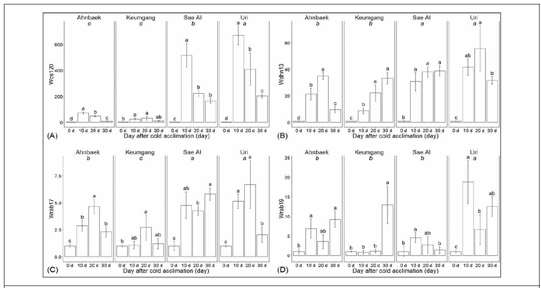 Gene expression of cold stress resistance-related genes in four wheat cultivars. (A) Wcs120, (B) Wdhn13, (C) Wrab17, and (D) Wrab19. Error bars represent the standard deviation and the letters above each bar indicate significant differences for each condition among the days after cold acclimation (one-way-ANOVA, p<0.05). The italic letters indicate statistically differences between the cultivars (two-way-ANOVA, Duncan’s post-hoc test, p<0.05)