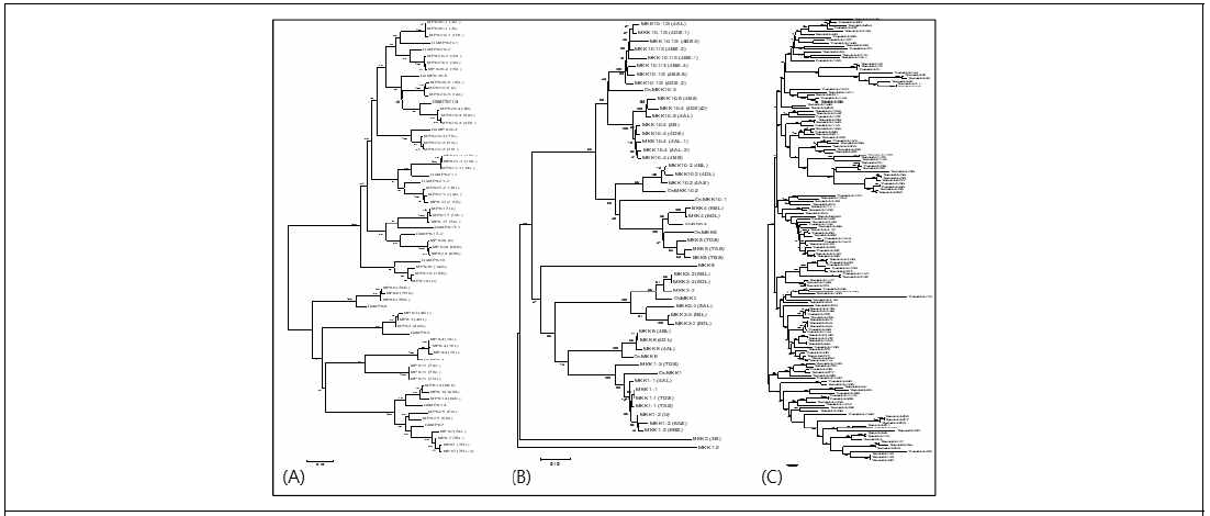 Phylogenetic tree analysis of (A) MPK, (B) MPKK, (C) MPKKK gene family in the Triticeae