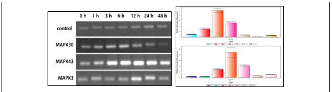 Left: Gene expression of MAPK30, MAPK43 and MAPK3 under cold treatment. Right: Gene expression of MAPK and MAPK43 under cold treatment