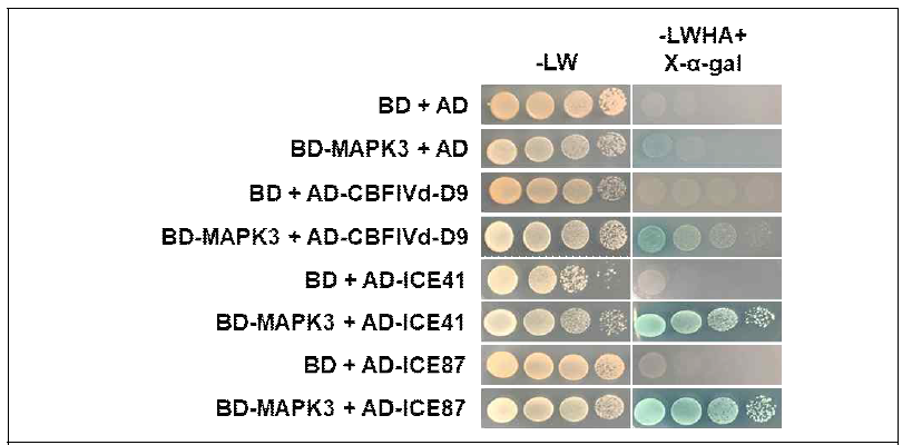 TaMAPK3 interacts with CBFIVd-D9, ICE41 and ICE87 in yeast. Yeast were grown on SD/-Leu/-Trp(-LW) or SD/-Leu/-Trp/-His/-Ade supplemented with X-α-gal (-LWHA+X-α-gal) medium. The empty pGBKT7 and pGADT7 vectors were used as negative control