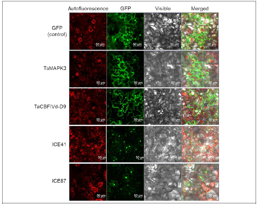 Subcellular localization of TaMAPK3, TaCBFIVd-D9, ICE41 and ICE 87. Empty pMDC43 vector serving as control and GFP-recombinant vectors were transiently expressed in N. benthamiana leaves through agroinfiltration and GFP fusion proteins localization was visualized through confocal laser scanning microscope