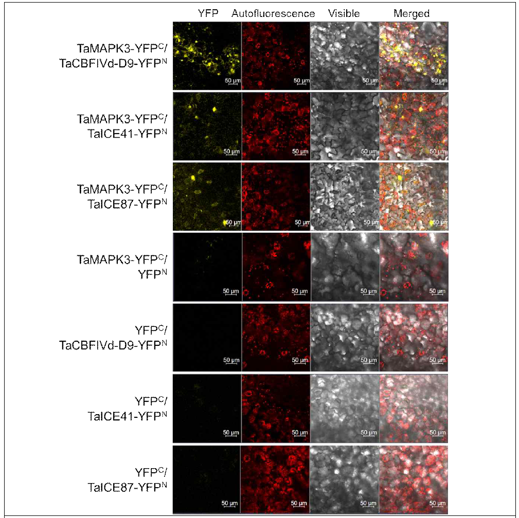 BiFC interaction of between TaMAPK3 and TaCBFIVd-D9/TaICE41/TaICE87. Empty pGTQL1211YN (YFPN) and pGTQL1221YC (YFPC) were used as control interacting partners. Agrobacterium harboring TaMAPK3-YFPC vector was co-infiltrated with Agrobacterium containing YFPN-fused TaCBFIVd-D9/TaICE41/TaICE87 vectors into tobacco leaf epidermal cells. YFP fusion proteins localization was visualized through confocal laser scanning microscope