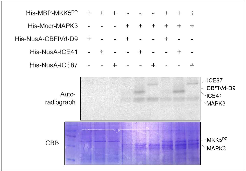 TaMAPK3-mediated phosphorylation of its interacting proteins, TaCBFIVd-D9, TaICE41 and TaICE87. Reactions lacking the specified components (-) were used as controls. TaMAPK3 was activated with recombinant His-MBP-TaMKK5DD protein. Recombinant proteins were separated by 10% SDS-PAGE after incubation in protein kinase buffer containing [γ-32P]-ATP. Phosphorylated TaCBFIVd-D9, TaICE41 and TaICE87 were detected by autoradiography after gel electrophoresis (top panel). Recombinant TaMKK5DD and TaMAPK3 were detected by Coomassie brilliant blue (CBB) staining (bottom panel)