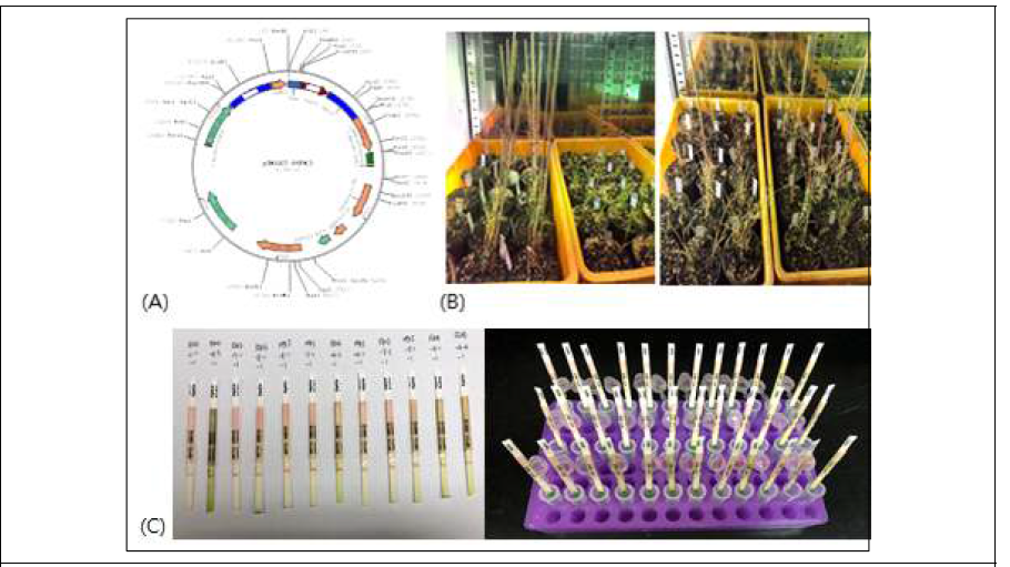 (A) A vector map used for Agrobacterium-mediated Brachypodium transformation. (B) TaMAPK3 transgenic T0 plants before harvest. (C) NPTII strip test for screening transgenic T1&T2 plants