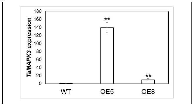 Comparison of TaMAPK3 expression in the wild type and TaMAPK3-overexpressing transgenic plants, OE5 and OE8