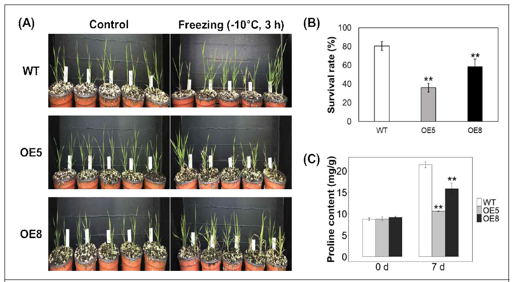 (A) Phenotype of wild type (WT) and TaMAPK3 overexpressing transgenic lines (OE5 and OE8) before and after freezing treatment at -10℃ for 3 h. (B) Survival rate of WT, OE5 and OE8 after freezing treatment followed by 2 weeks of regeneration. (C) Proline content in total shoots of WT, OE5 and OE8 at 0 d and 7 d after the beginning of cold treatment at 4℃