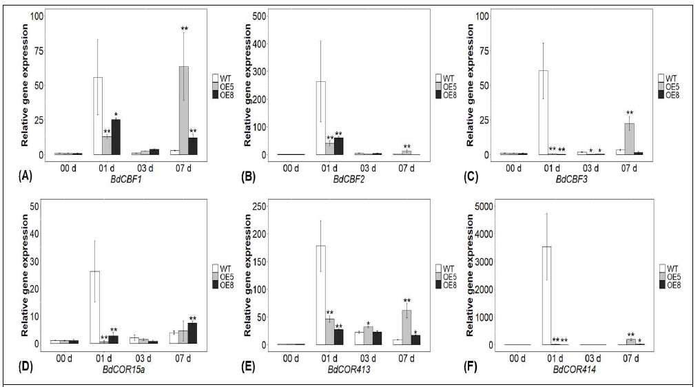 Gene expression of cold response-related genes, (A) BdCBF1, (B) BdCBF2, (C) BdCBF3, (D) BdCOR15a, (E) BdCOR413 and (F) BdCOR414 under cold treatment