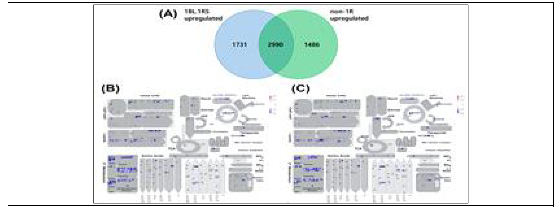(A) A Venn diagram depicting the number of up-regulated DEGs of 1BL.1RS and non-1RS. The up-regulated DEGs of (B) 1BL.1RS and (C) non-1RS were analyzed with MapMan 3.5.1. The color code scale is based on the log2 of the fold change values of each gene