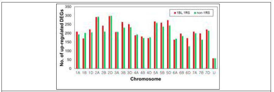 Chromosomal distribution of the up-regulated DEGs. Red and green bars represent DEGs from 1BL.1RS and non-1RS, respectively