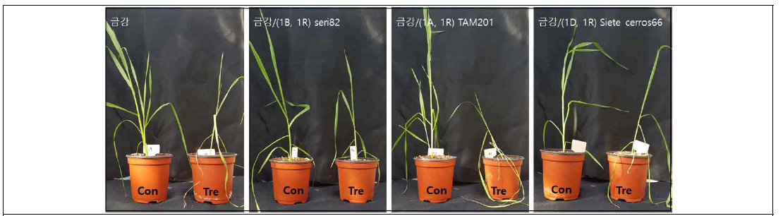 Comparison of plant morphology after drought treatment