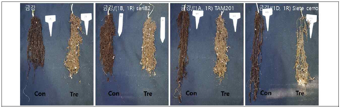 Comparison of root morphology after drought treatment