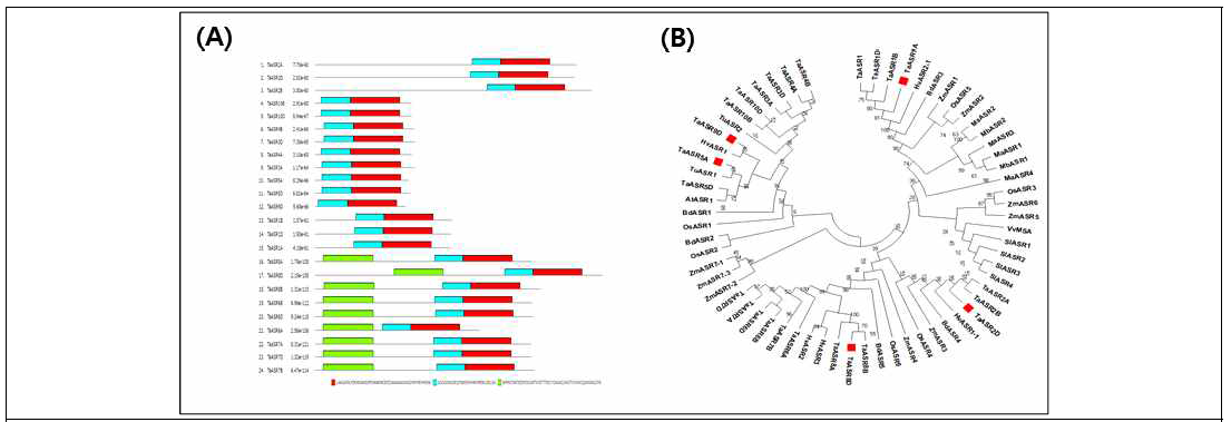 Motif analysis and Phylogenetic analysis of 24 TaASR genes. (A) Motif analysis using MEME (B) Phylogenetic relationship TaASRs and other ASR family