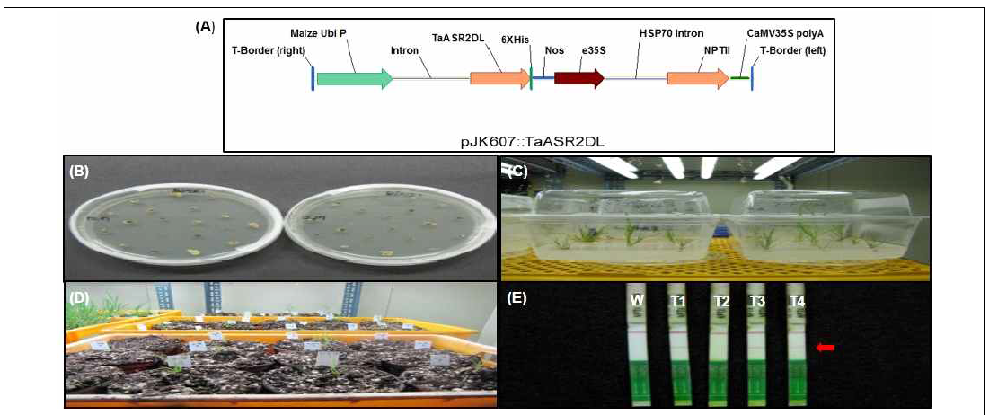 Generation of transgenic Brachypodium plants. (A): Schematic vector map of TaASR gene. (B)-(E): Generating of transgenic plants