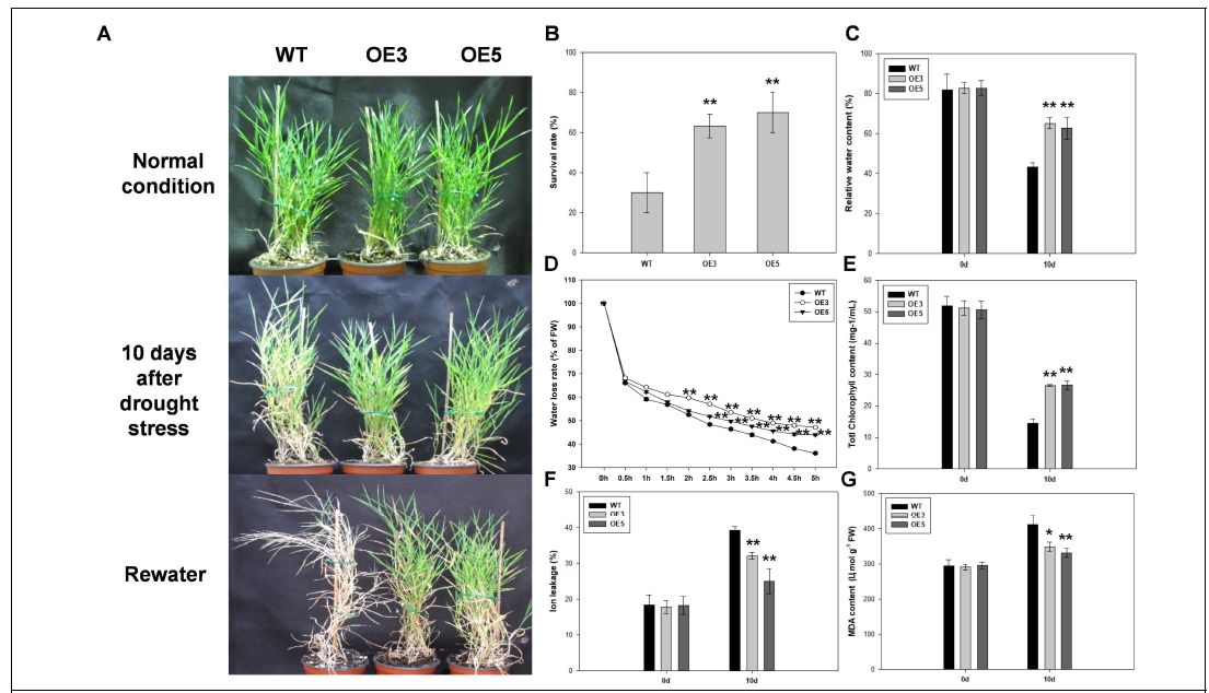 Overexpression of TaASR2D enhanced the drought tolerance of Brachypodium plants. (A) The phenotypes of transgenic and wild type (WT) plants under drought stress. (B-G) The physiological drought stress tolerance assay of transgenic and WT plants under drought stress. (B) Survival rate of transgenic and WT plants were examined after 15 days of rewatering, (C) Relative water content of transgenic and WT plants under normal and 10 days of drought stress conditions, (D) Water loss rate of transgenic and WT plants was measured at the indicated time points, (E) Total chlorophyll content of transgenic and WT plants under normal and 10-day drought stress conditions, (F) Ion leakage of transgenic and WT plants under normal and 10-day drought stress conditions, and (G) MDA content of transgenic and WT plants under normal and 10-day drought stress conditions