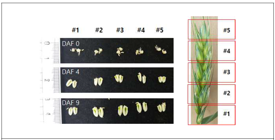 Dissection of wheat spike (Right). Comparison of “Keumgang” in related to DAF0, DAF4, DAF9 and dissected parts. Numbers [#1 - #5] start from rachilla