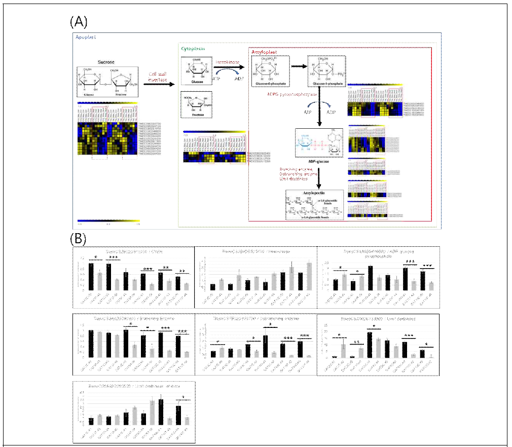 Expression of the starch synthesis-related genes. (A) Starch synthesis mechanism and heat map of 10 genes and (B) qRT PCR analysis of relative genes. Black boxes show “control” plants and gray boxes show “treated” plants under stress. ⁎ denotes p < 0.05, ⁎⁎ denotes p<0.01 and ⁎⁎⁎ denotes p < 0.001