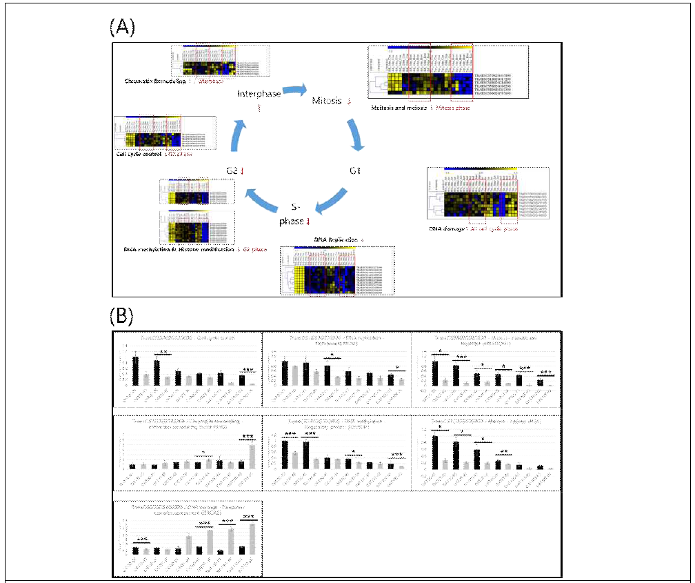 Expression of the cell cycle related genes. (A) Cell cycle mechanism and heat map of 10 genes and (B) qRT PCR analysis of relative genes. Black boxes show “control” plants and gray boxes show “treated” plants under stress. ⁎ denotes p < 0.05, ⁎⁎ denotes p<0.01 and ⁎⁎⁎ denotes p < 0.001