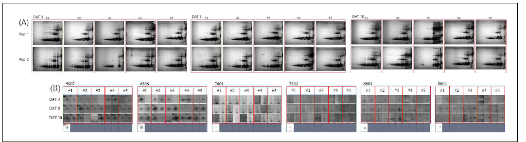 Result of 2DE analysis. (A) Overall 2DE profiling of Gluten (glutenins & gliadins) at different stress periods (DAT3, DAT6, DAT10) as obtained from different regions (5 regions from top to bottom) in a single spike, (B) Selected spots that shows different profiling as evaluated by treated periods and different regions within a spike