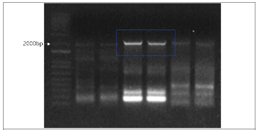 Result of PCR product obtained by using ‘Keumgang’ genomic DNA. Primers were designed by using ORF of cloned TraesCS1D02G317301 cDNAs. P1: primer1, P2: primer2, P3: primer3