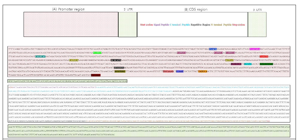 A complete TaHMW1D gene with the promoter , UTR and CDS region from c.v. Keumgang gDNA. (A) Promoter region : promoter sequence information. Each color box indicated transcription binding sites. (B) CDS region : CDS sequence information. Purple : Signal region, Blue : N-terminal region, Black : repetitive region, Brown : C-terminal region