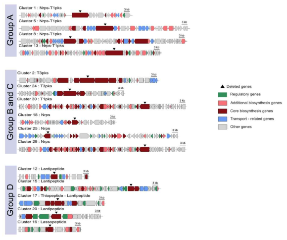 S. globisporus SP6C4의 항생물질 생합성 관련 Cluster