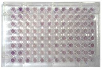 Microplate를 이용한 당 요구성 검증