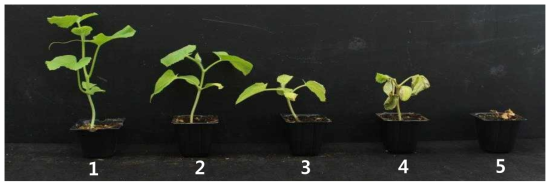 멜론, 오이 덩굴쪼김병 발병도(1∼5)