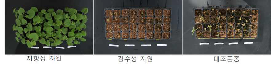 멜론 덩굴쪼김병 접종 4주 후 저항성자원, 감수성자원, 및 대조품종