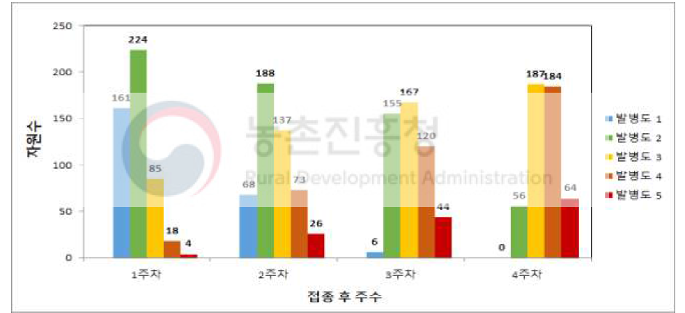 오이 덩굴쪼김병 접종 후 주차별 발병도 분포