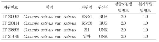 오이 덩굴쪼김병, 흰가루병 복합 저항성 자원