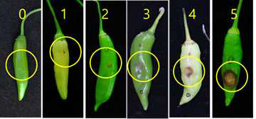 고추 탄저병 침접종 발병 지수(0∼5)