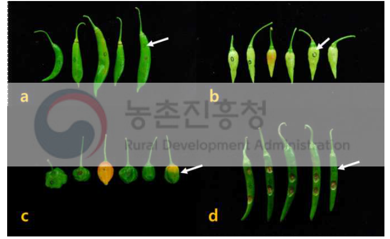 침접종 10일 후 과실 모습(a, b: 저항성, c: 중도저항성, d: 이병성, 흰색 화살표는 병균 없이 침접종한 대조구)