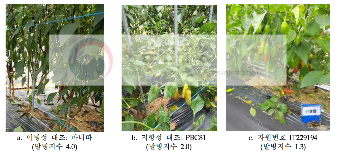 고추 유전자원 탄저병 노지 평가 사진