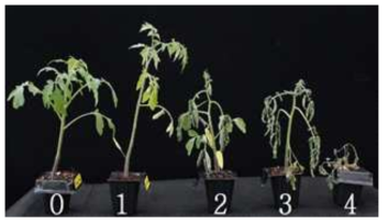 토마토 풋마름병 발병 지수(0∼4)